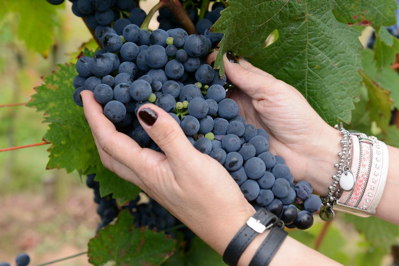 Weingut Erich Serwazi 梅塞尼希 外观 照片